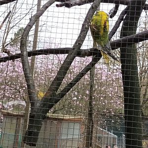 Red crowned Parakeet breedingform