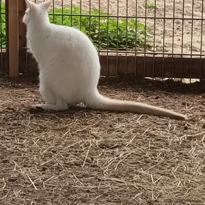 Albino Bennetts Wallaby