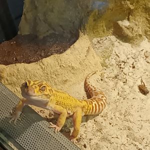 Leopard Gecko