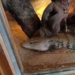 Blue toungue Skink