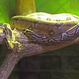 Boa Constrictors