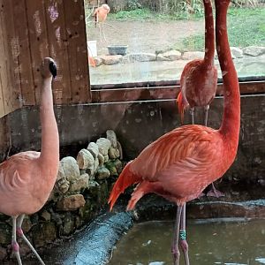 Chilean and Caribbean Flamingos