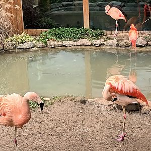 Red eared Slider, Chilean Flamingo, Caribbean Flamingo Enclosure