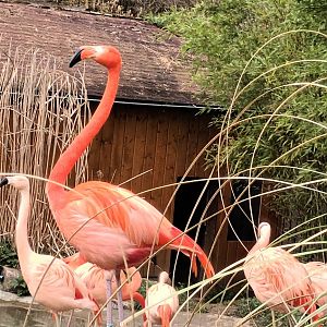 Chilean and Caribbean Flamingos