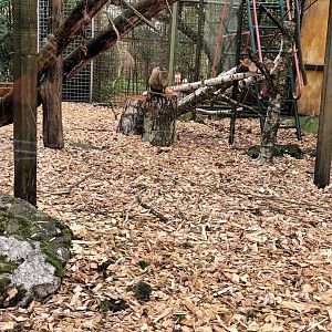 Crab eating Macaque and Azaras Agouti Enclosure