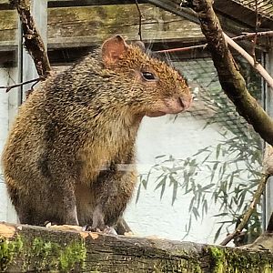 Azaras Agouti