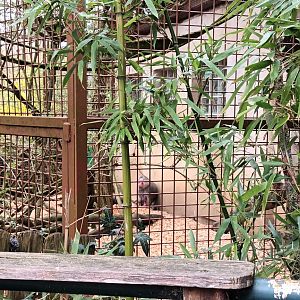 First Hamadryas Baboon Enclosure
