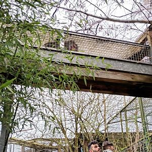 Hamadryas Baboon walking through overhead Tunnels