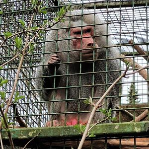 Male Hamadryas Baboon