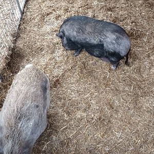 Pot bellied Pigs