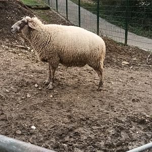 Sheep