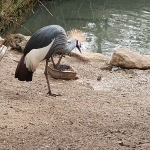 African grey crowned Crane