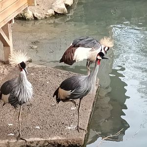 African grey crowned Cranes
