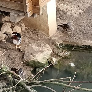 Mandarin Ducks
