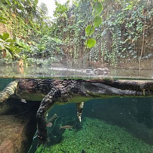 False Gharial