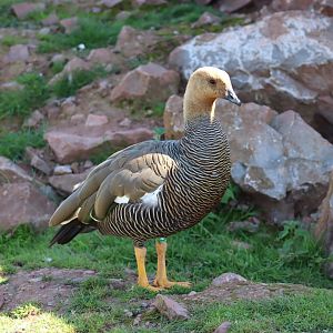 Upland Goose, female