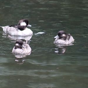 Buffleheads