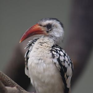 Red-billed Hornbill
