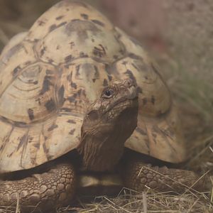 Leopard Tortoise
