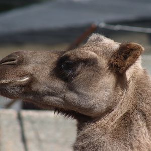 Bactrian Camel Portrait