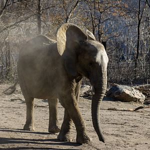 African Elephant