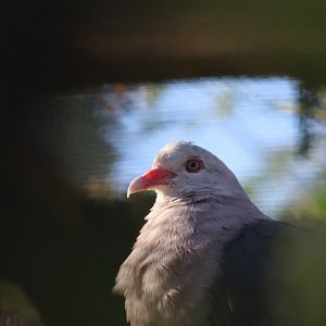 Pink Pigeon