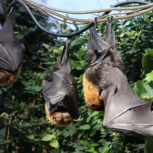 Rodriguez Flying Fox