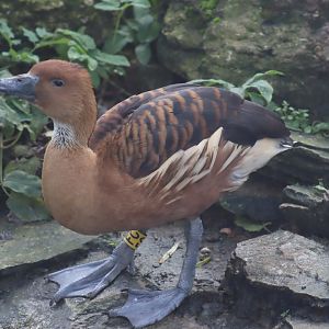 Fulvous Whistling Duck