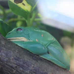 Mexican Leaf Frog