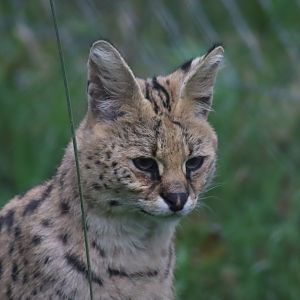 Serval