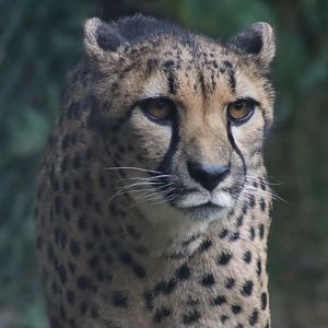 South African Cheetah