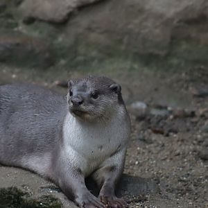 Smooth-coated Otter