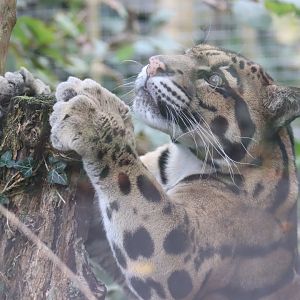Indochinese Clouded Leopard