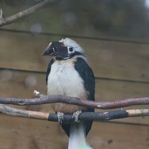 Visayan Tartaric Hornbill, male