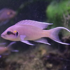 Lyretail Cichlid