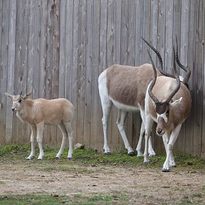 Africa Trail - Addax family