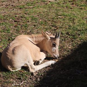 Africa Trail - Addax calf
