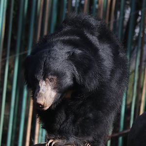 Asia Trail - Sloth Bear
