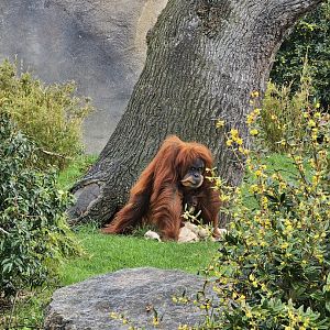 Sumartan Orangutan and infant