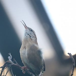 Bird House - Carolina Wren