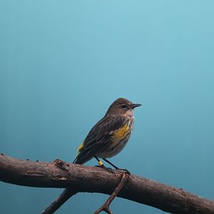 Bird House - Yellow-Rumped Warbler
