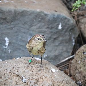 Bird House - Palm Warbler