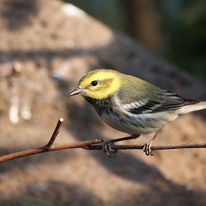 Bird House - Black-Throated Green Warbler