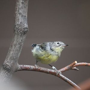 Bird House - Magnolia Warbler