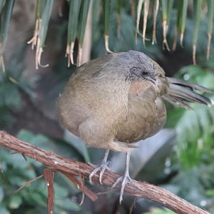Bird House - Plain Chachalaca