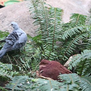 Bird House - Blue Ground Dove - Ruddy Quail-Dove