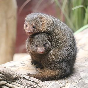 Small Mammal House - Dwarf Mongoose