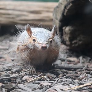 Small Mammal House - Screaming Hairy Armadillo