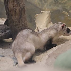 Small Mammal House - Black-Footed Ferret