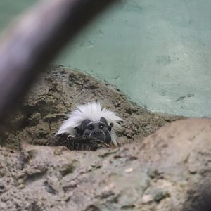 Small Mammal House - Cotton-Top Tamarin